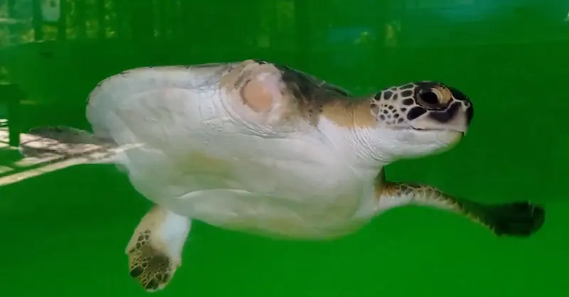 ept-chipre-turttle